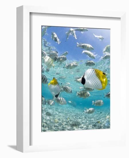 Tropical Fish in Bora-Bora Lagoon-Michele Westmorland-Framed Photographic Print