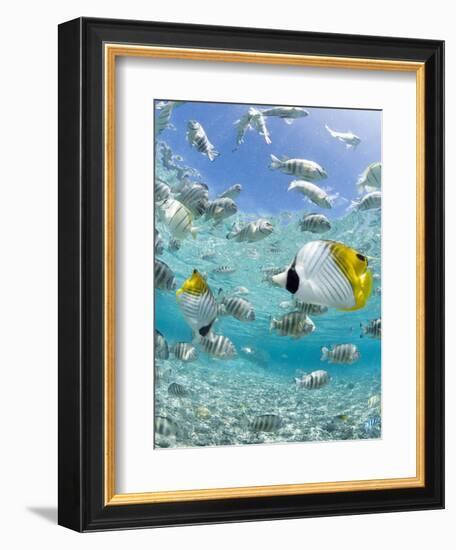 Tropical Fish in Bora-Bora Lagoon-Michele Westmorland-Framed Photographic Print