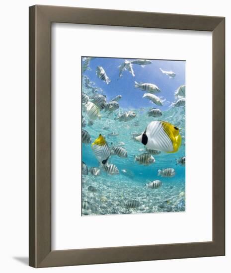 Tropical Fish in Bora-Bora Lagoon-Michele Westmorland-Framed Photographic Print