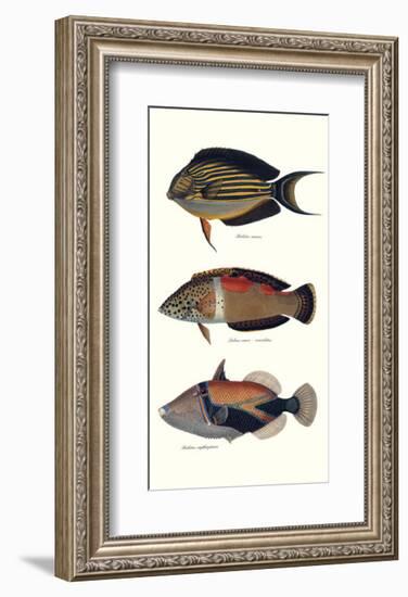 Tropical Fish IV-Georges Cuvier-Framed Premium Giclee Print