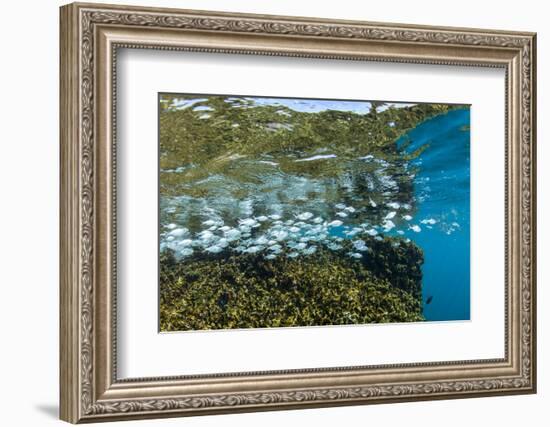 Tropical Fish Swim Next to a Coral Boulder in Clear Blue Waters Off North Shore, Oahu, Hawaii-James White-Framed Photographic Print