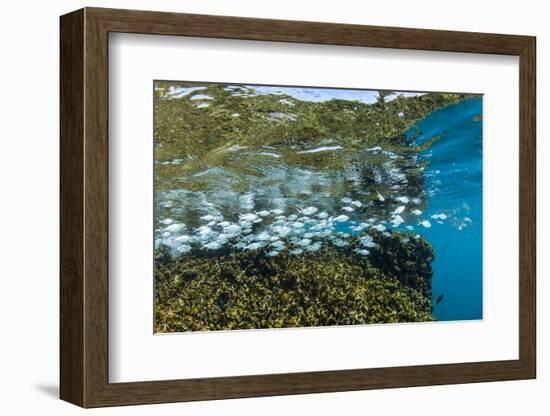 Tropical Fish Swim Next to a Coral Boulder in Clear Blue Waters Off North Shore, Oahu, Hawaii-James White-Framed Photographic Print