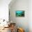 Tropical Fish Swimming over Reef-Stephen Frink-Framed Premier Image Canvas displayed on a wall