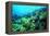 Tropical Fish Swimming over Reef-Stephen Frink-Framed Premier Image Canvas