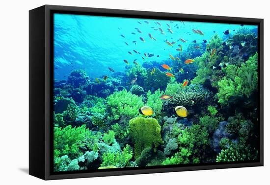 Tropical Fish Swimming over Reef-Stephen Frink-Framed Premier Image Canvas