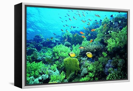 Tropical Fish Swimming over Reef-Stephen Frink-Framed Premier Image Canvas