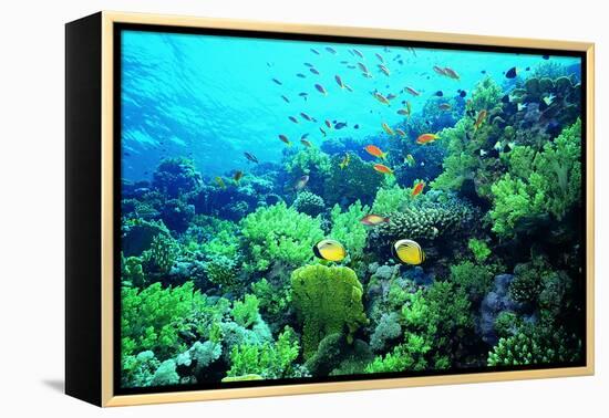 Tropical Fish Swimming over Reef-Stephen Frink-Framed Premier Image Canvas