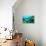 Tropical Fish Swimming over Reef-Stephen Frink-Framed Premier Image Canvas displayed on a wall