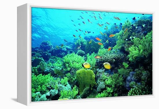 Tropical Fish Swimming over Reef-Stephen Frink-Framed Premier Image Canvas