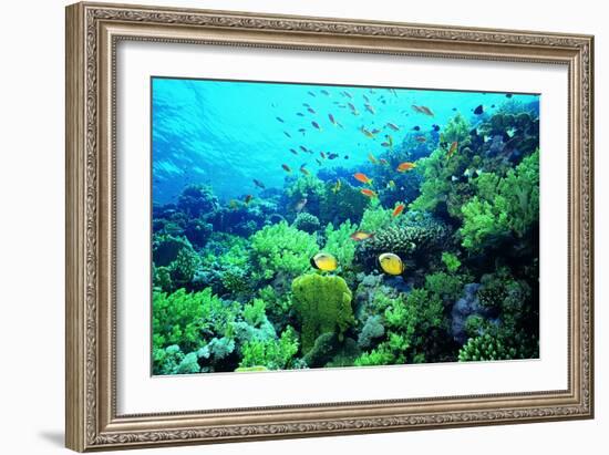 Tropical Fish Swimming over Reef-Stephen Frink-Framed Photographic Print