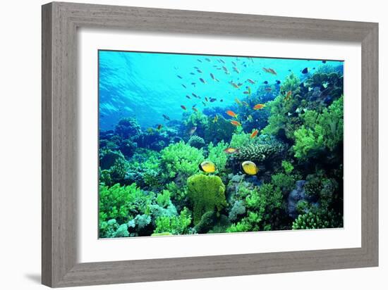 Tropical Fish Swimming over Reef-Stephen Frink-Framed Photographic Print