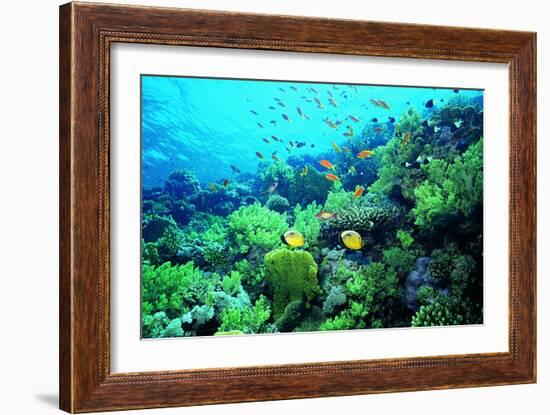 Tropical Fish Swimming over Reef-Stephen Frink-Framed Photographic Print