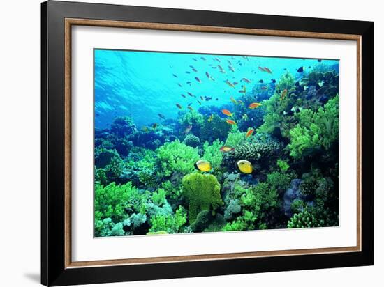 Tropical Fish Swimming over Reef-Stephen Frink-Framed Photographic Print