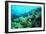 Tropical Fish Swimming over Reef-Stephen Frink-Framed Photographic Print