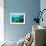Tropical Fish Swimming over Reef-Stephen Frink-Framed Photographic Print displayed on a wall