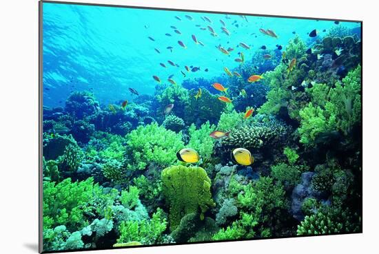 Tropical Fish Swimming over Reef-Stephen Frink-Mounted Photographic Print