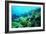 Tropical Fish Swimming over Reef-Stephen Frink-Framed Photographic Print