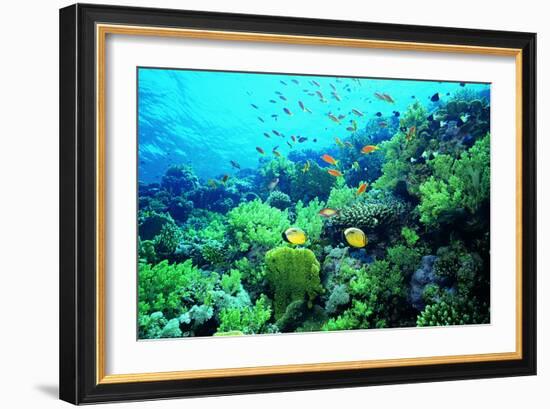 Tropical Fish Swimming over Reef-Stephen Frink-Framed Photographic Print