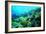 Tropical Fish Swimming over Reef-Stephen Frink-Framed Photographic Print