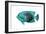 Tropical Fish V-Sydney Edmunds-Framed Giclee Print