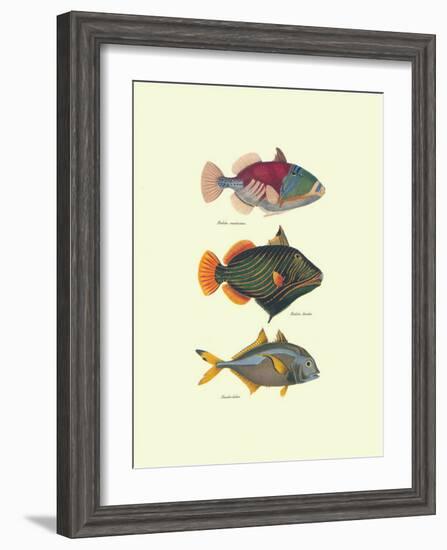 Tropical Fish-Georges Cuvier-Framed Art Print