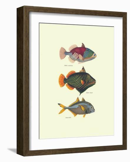 Tropical Fish-Georges Cuvier-Framed Art Print