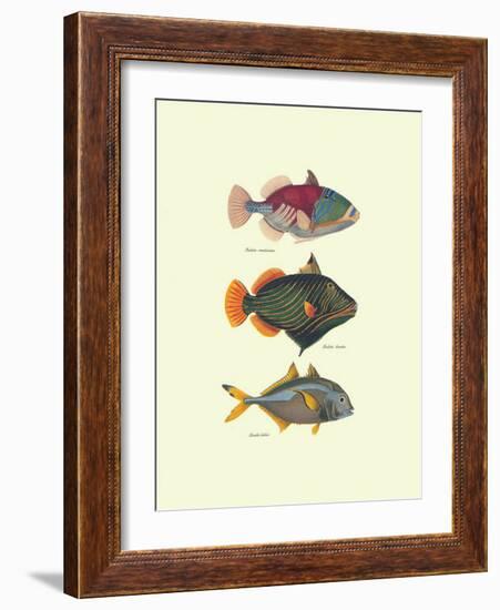 Tropical Fish-Georges Cuvier-Framed Art Print