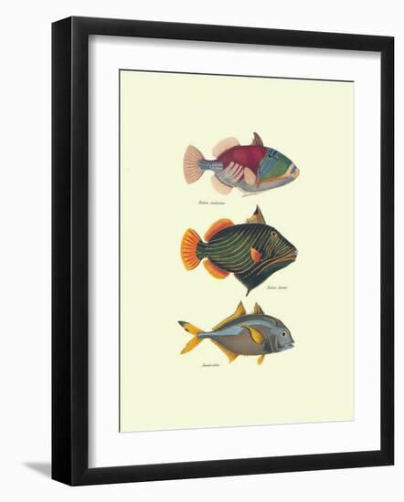 Tropical Fish-Georges Cuvier-Framed Art Print