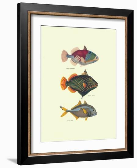 Tropical Fish-Georges Cuvier-Framed Art Print