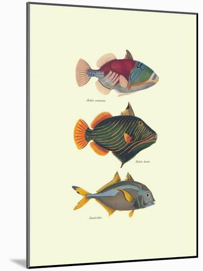 Tropical Fish-Georges Cuvier-Mounted Art Print