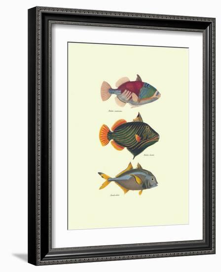 Tropical Fish-Georges Cuvier-Framed Art Print