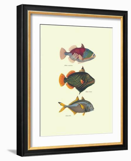 Tropical Fish-Georges Cuvier-Framed Art Print