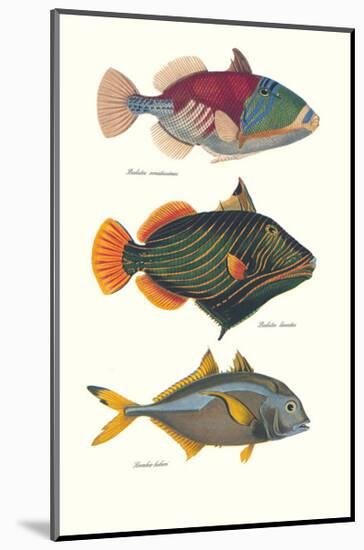 Tropical Fish-Georges Cuvier-Mounted Premium Giclee Print