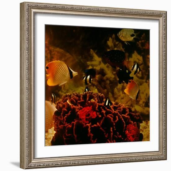 Tropical Fish-null-Framed Photographic Print