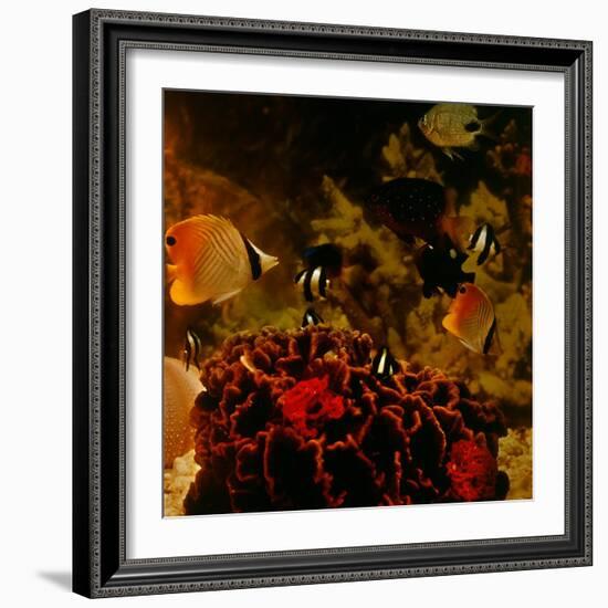 Tropical Fish-null-Framed Photographic Print