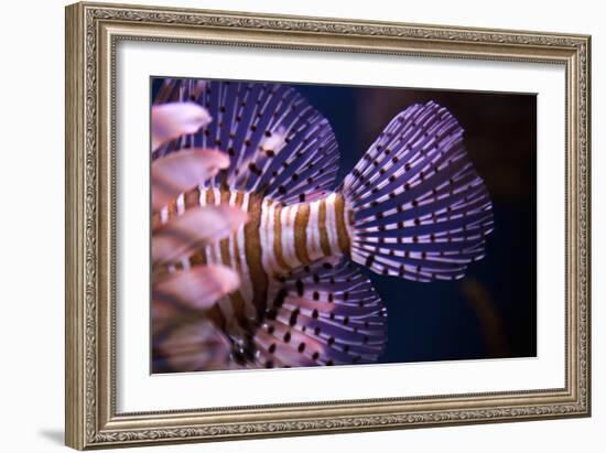 Tropical Fish-Karyn Millet-Framed Photographic Print