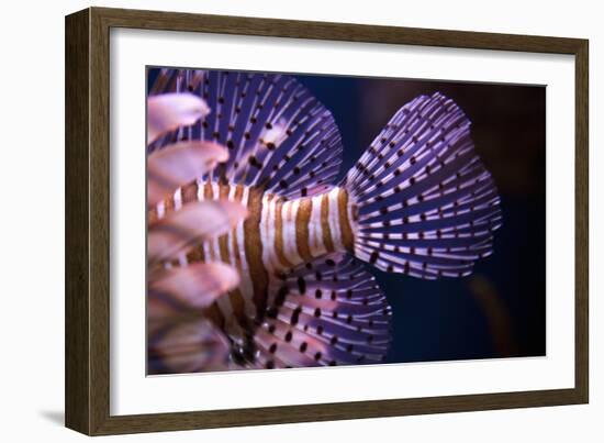 Tropical Fish-Karyn Millet-Framed Photographic Print