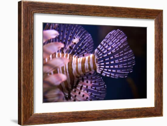 Tropical Fish-Karyn Millet-Framed Photographic Print
