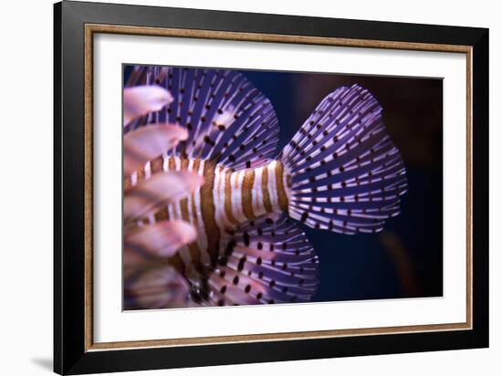 Tropical Fish-Karyn Millet-Framed Photographic Print