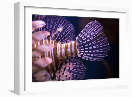 Tropical Fish-Karyn Millet-Framed Photographic Print