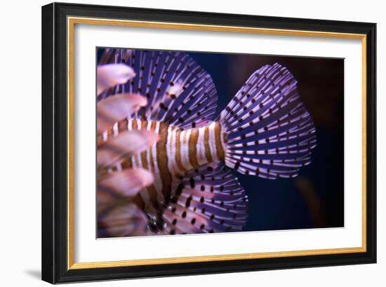 Tropical Fish-Karyn Millet-Framed Photographic Print