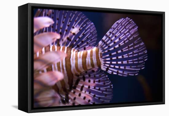 Tropical Fish-Karyn Millet-Framed Premier Image Canvas