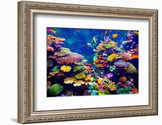 Tropical Fish-goinyk-Framed Photographic Print