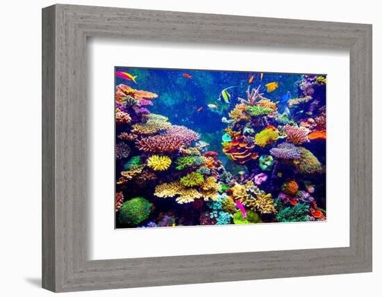 Tropical Fish-goinyk-Framed Photographic Print