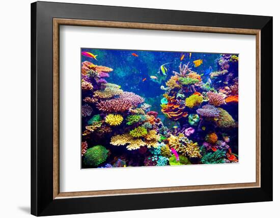 Tropical Fish-goinyk-Framed Photographic Print