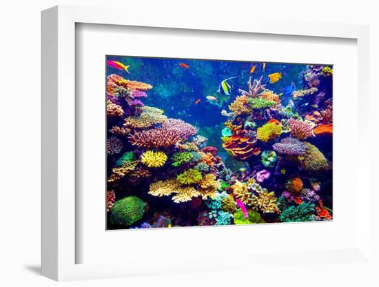 Tropical Fish-goinyk-Framed Photographic Print