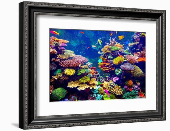 Tropical Fish-goinyk-Framed Photographic Print