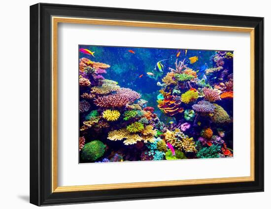 Tropical Fish-goinyk-Framed Photographic Print