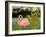 Tropical Flamingo I-Linda Baliko-Framed Art Print