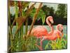 Tropical Flamingo II-Linda Baliko-Mounted Art Print